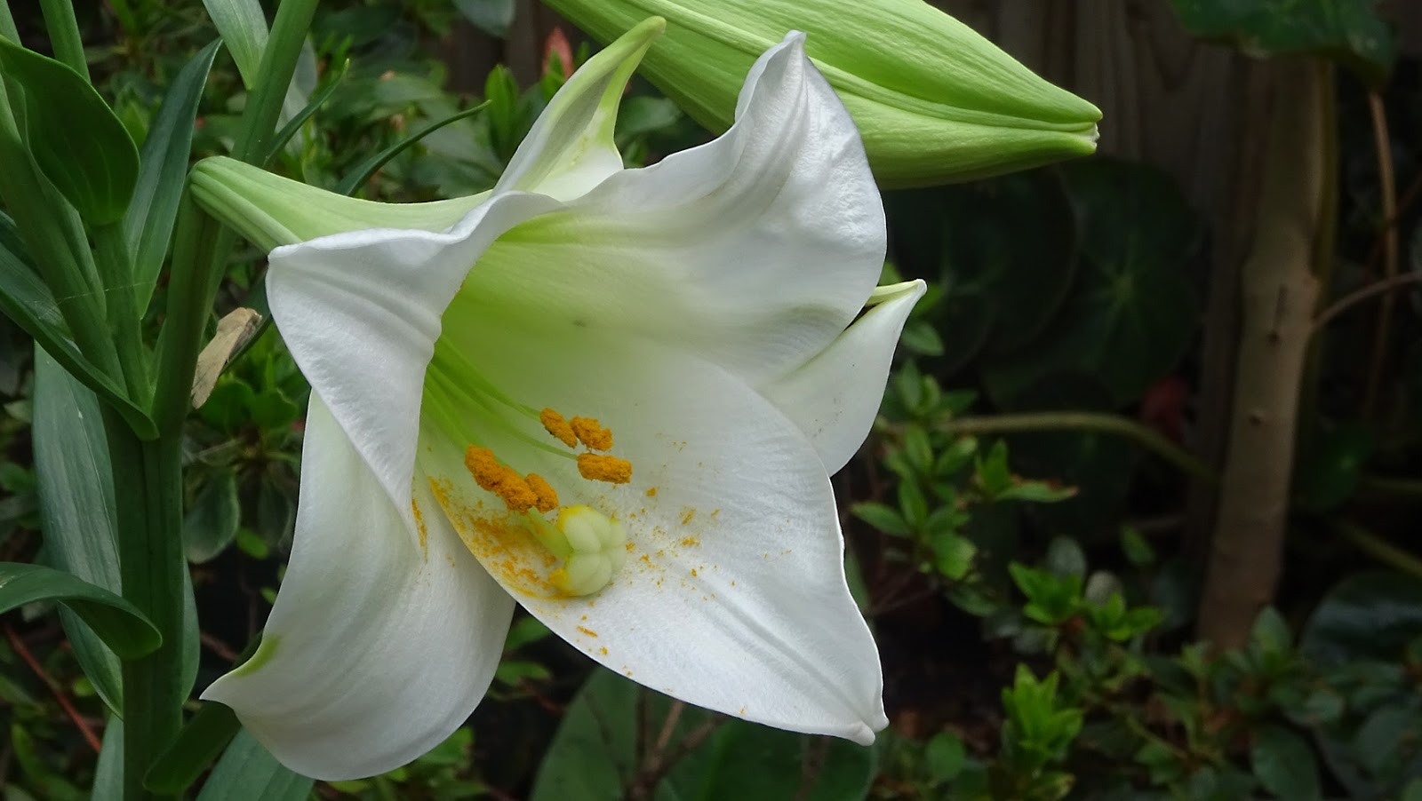 Представитель Семейства Liliaceae